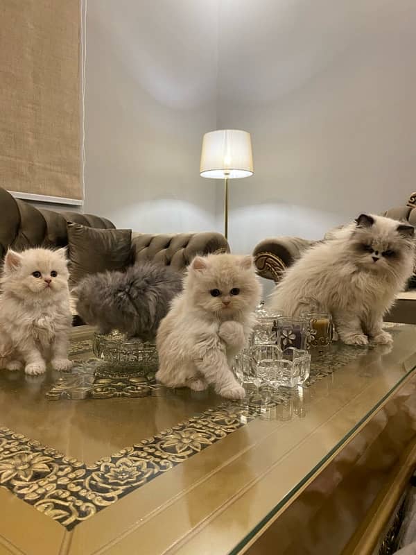 Faw persian Kittens 18