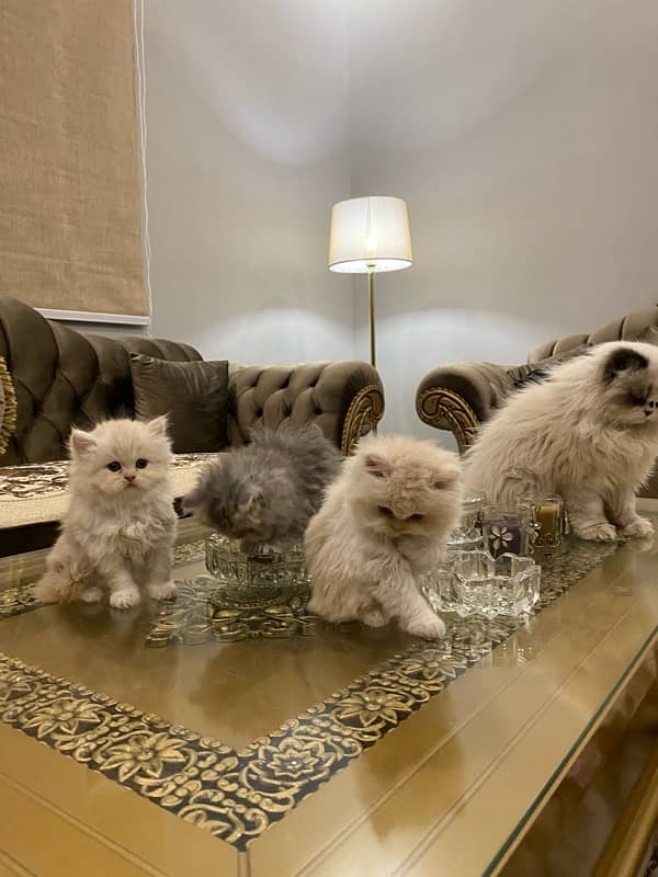 Faw persian Kittens 19