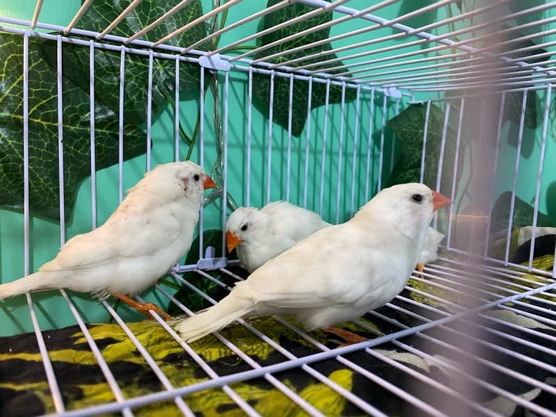 Snow white, Zebra Finch & Gouldian 1