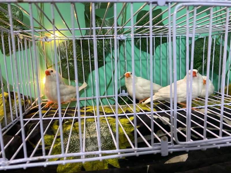 Snow white, Zebra Finch & Gouldian 2