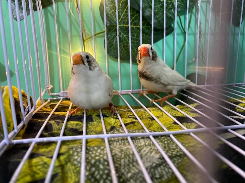 Snow white, Zebra Finch & Gouldian 3