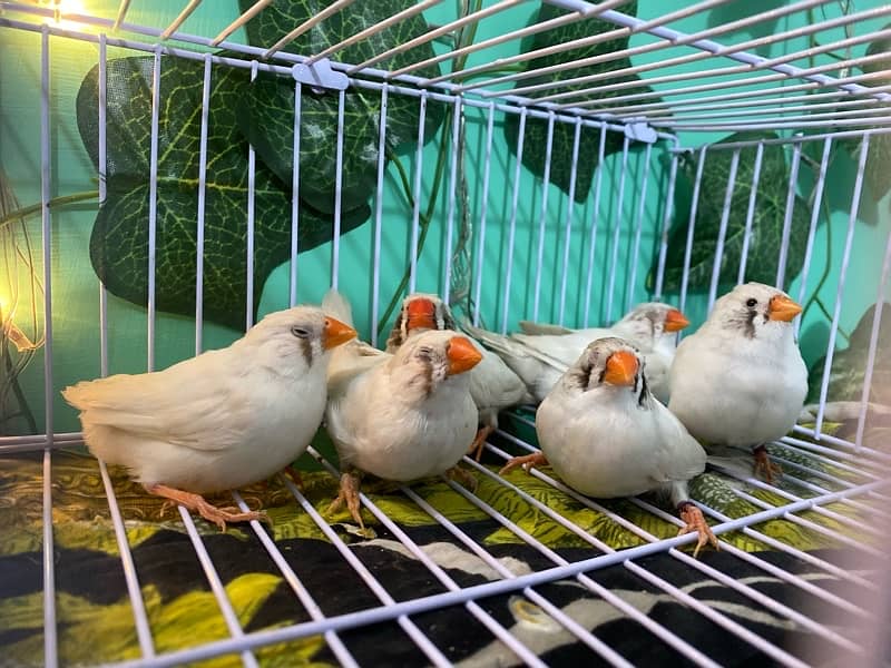 Snow white, Zebra Finch & Gouldian 4