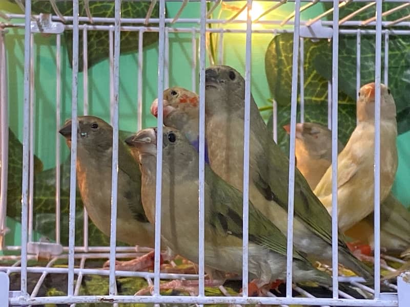 Snow white, Zebra Finch & Gouldian 5