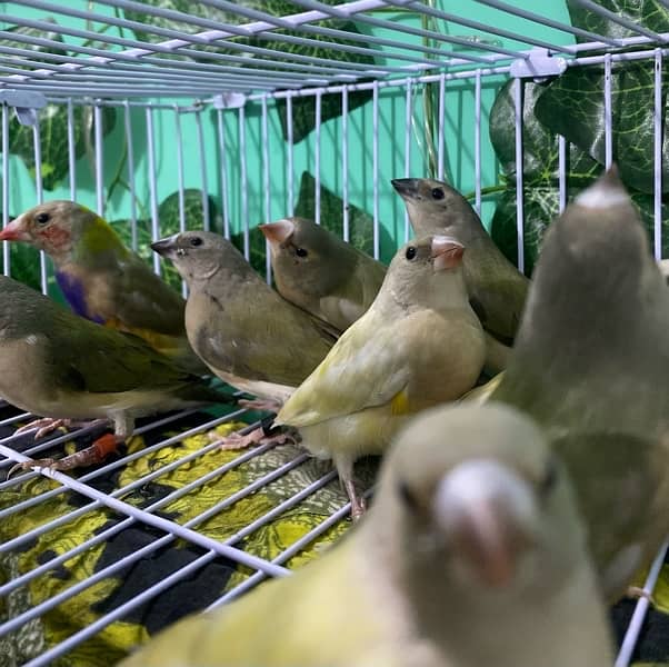 Snow white, Zebra Finch & Gouldian 7