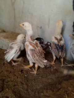 Aseel Heera Cross Chicks For Sale