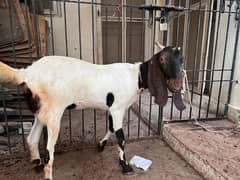 bakri for sale