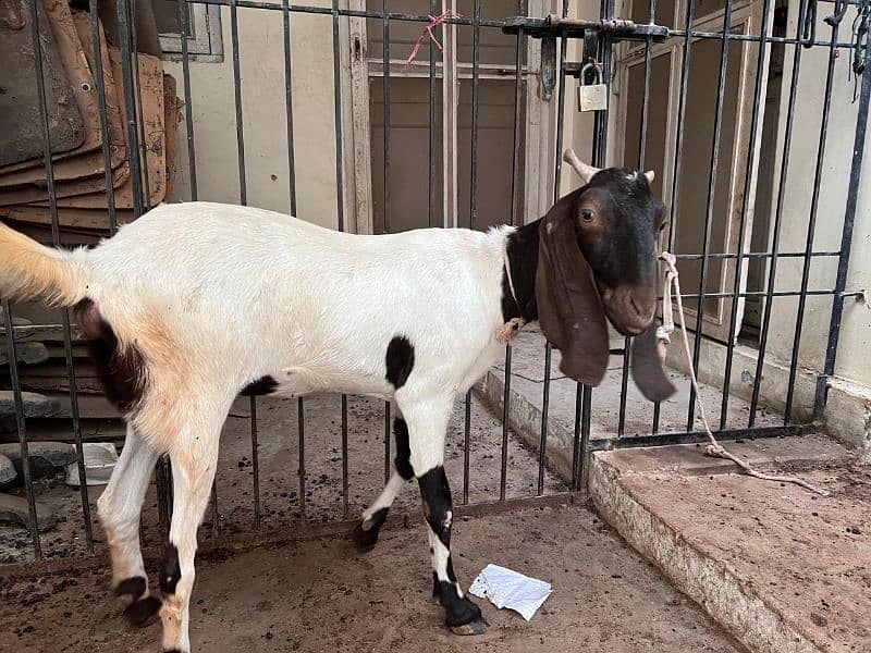 bakri for sale 0