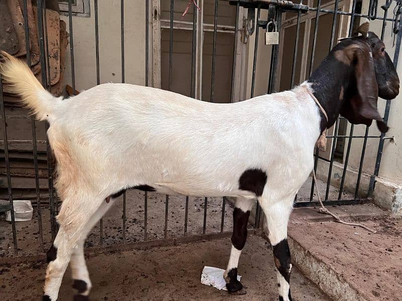 bakri for sale 1