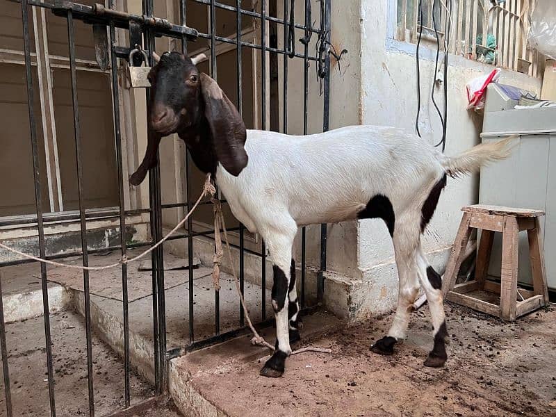 bakri for sale 2