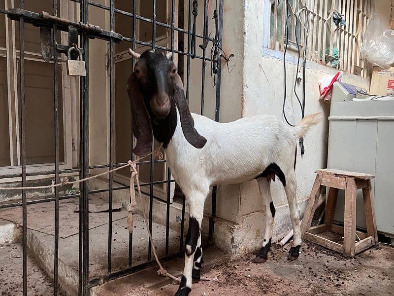 bakri for sale 3