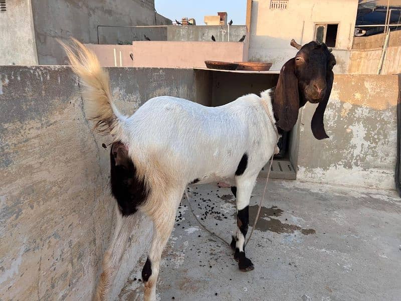 bakri for sale 4