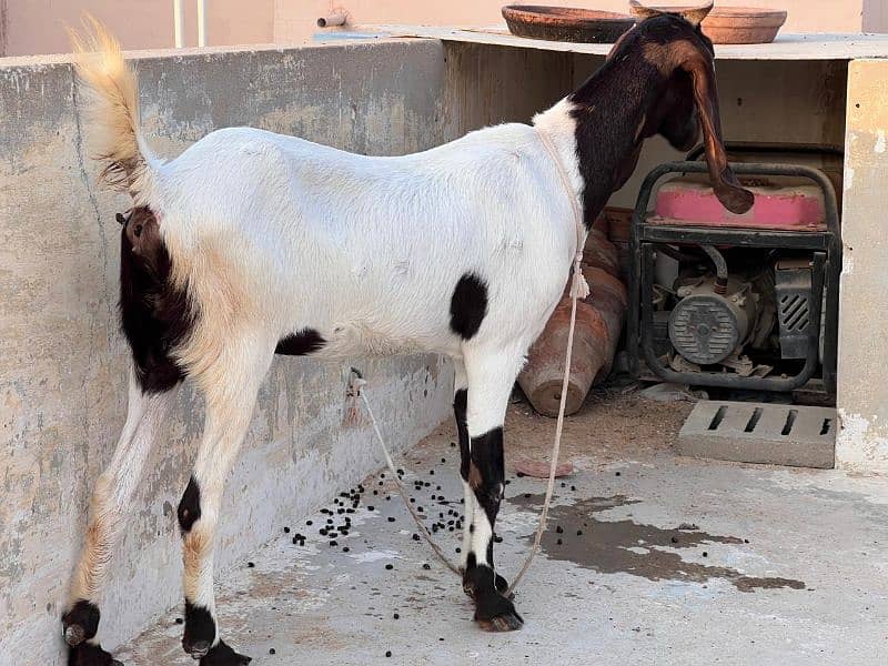 bakri for sale 5