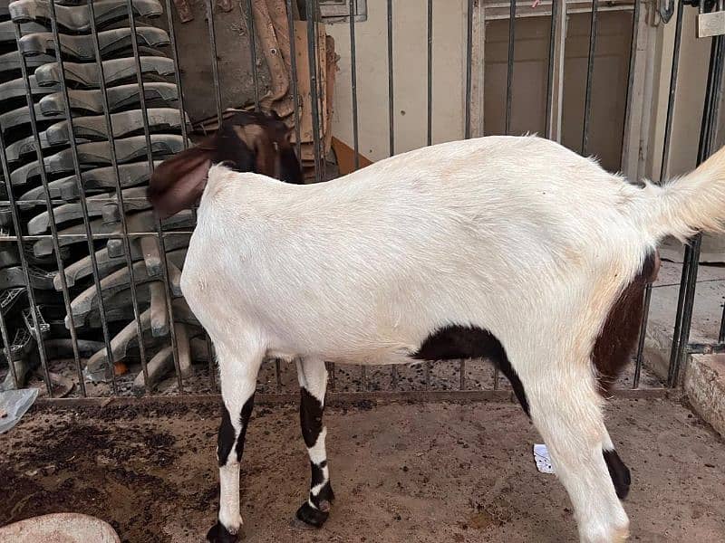 bakri for sale 6