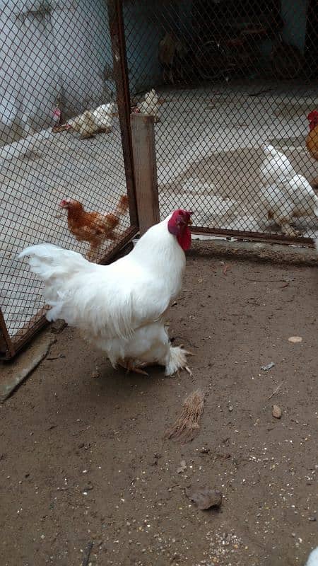 white buff egg laying pair 1 murgha 1 murghi for sale 1