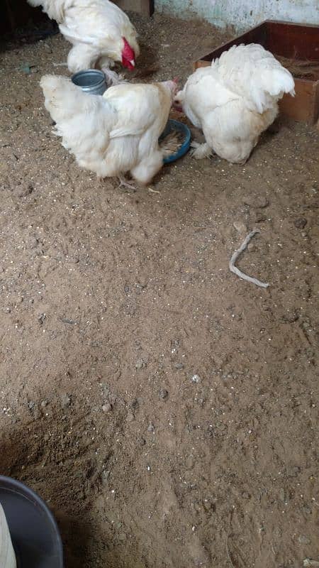 white buff egg laying pair 1 murgha 1 murghi for sale 2