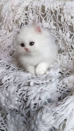 Persian Kitten Top Quality