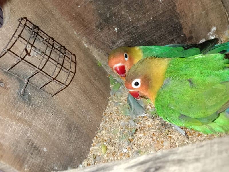 Lovebirds 1