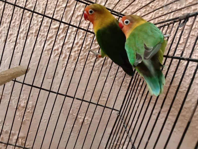 Lovebirds 4