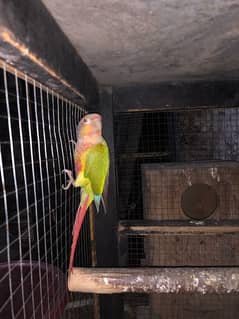 yellow sided conure