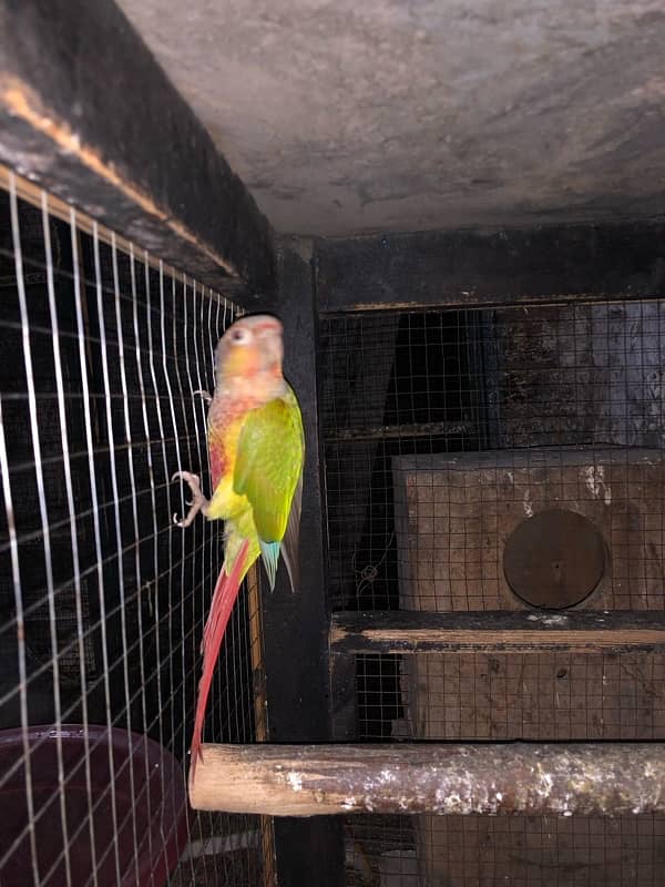 yellow sided conure 0