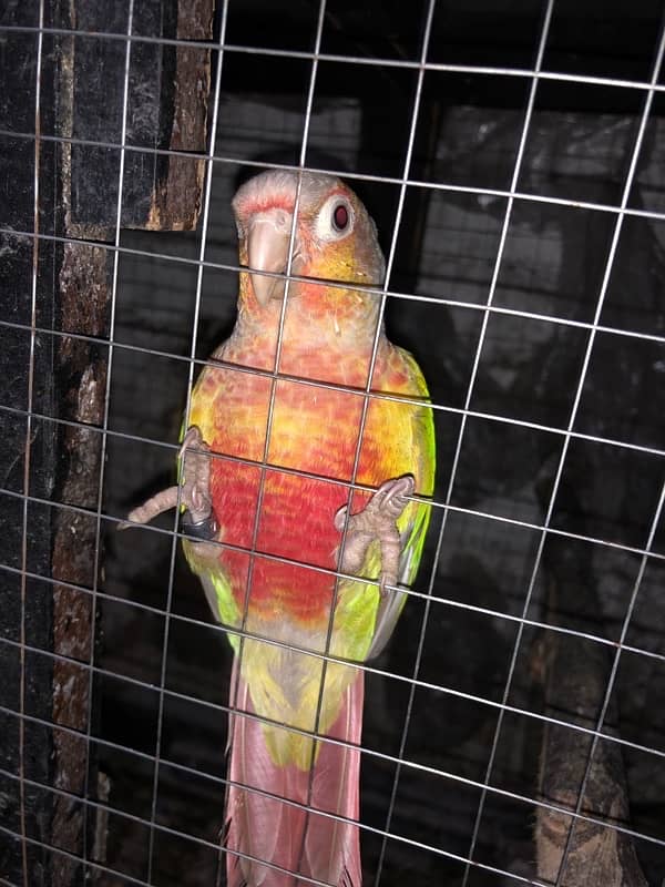 yellow sided conure 1