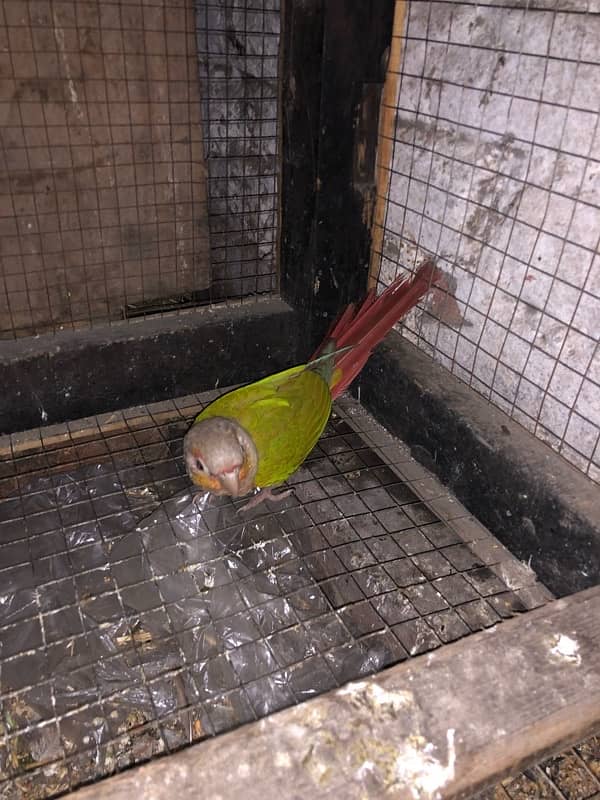 yellow sided conure 2