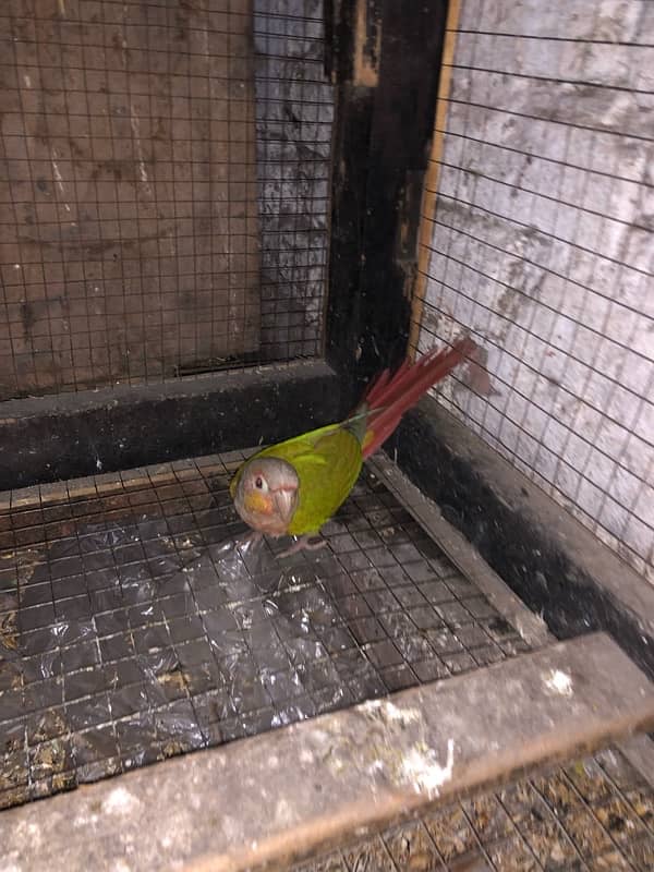 yellow sided conure 3