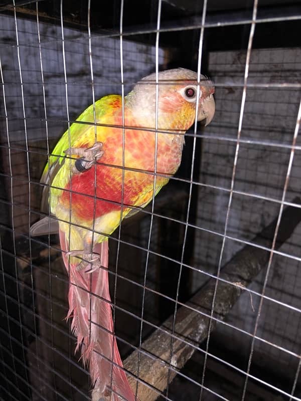 yellow sided conure 4