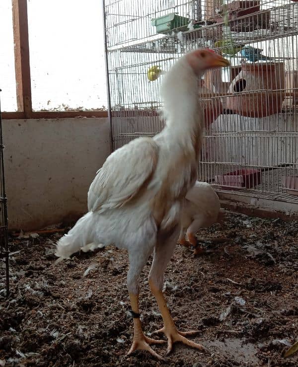 Aseel heera male (white murgha) for sale 0