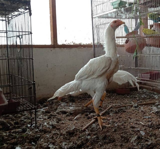 Aseel heera male (white murgha) for sale 1