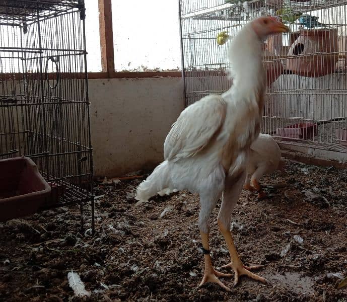 Aseel heera male (white murgha) for sale 2