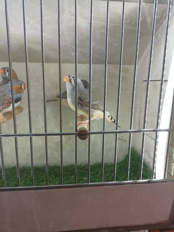 Zebra Finch split ob 0