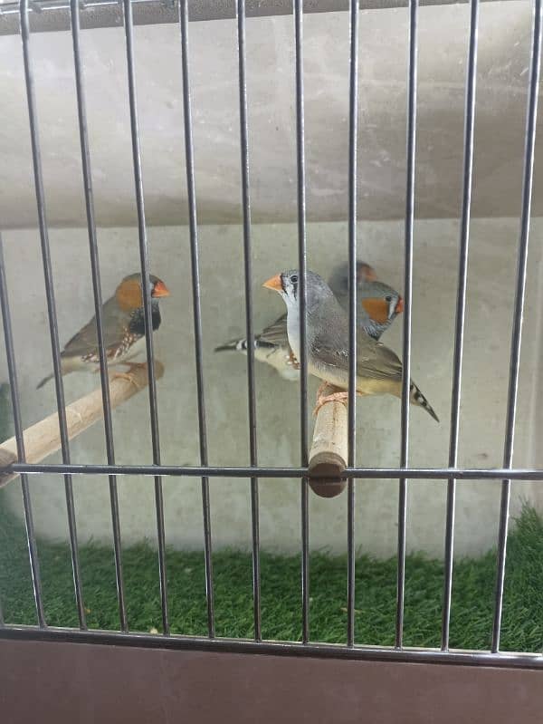 Zebra Finch split ob 1