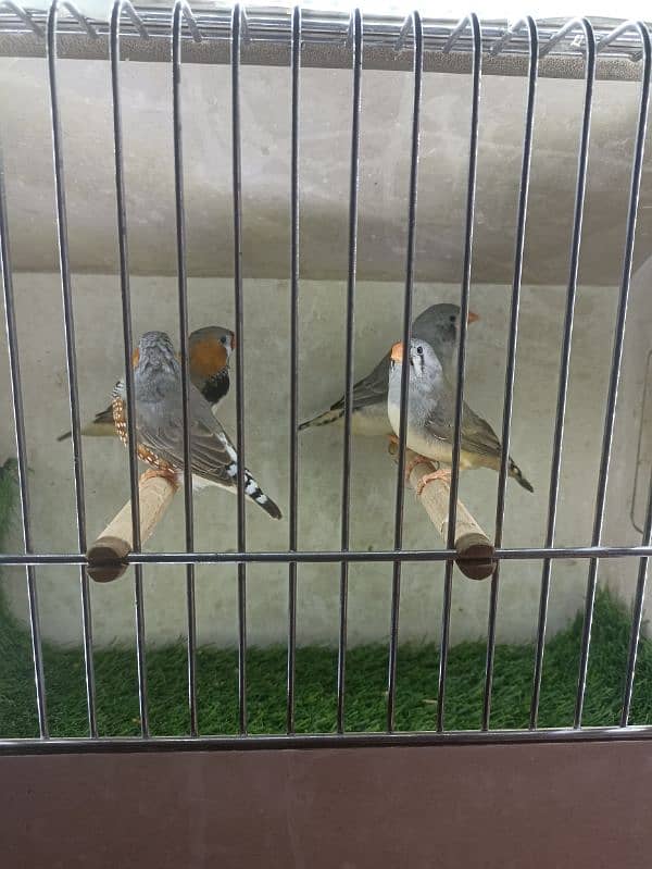 Zebra Finch split ob 2