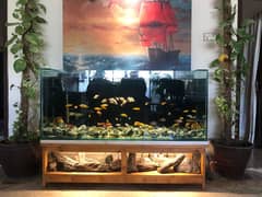 Cichlids for Sale