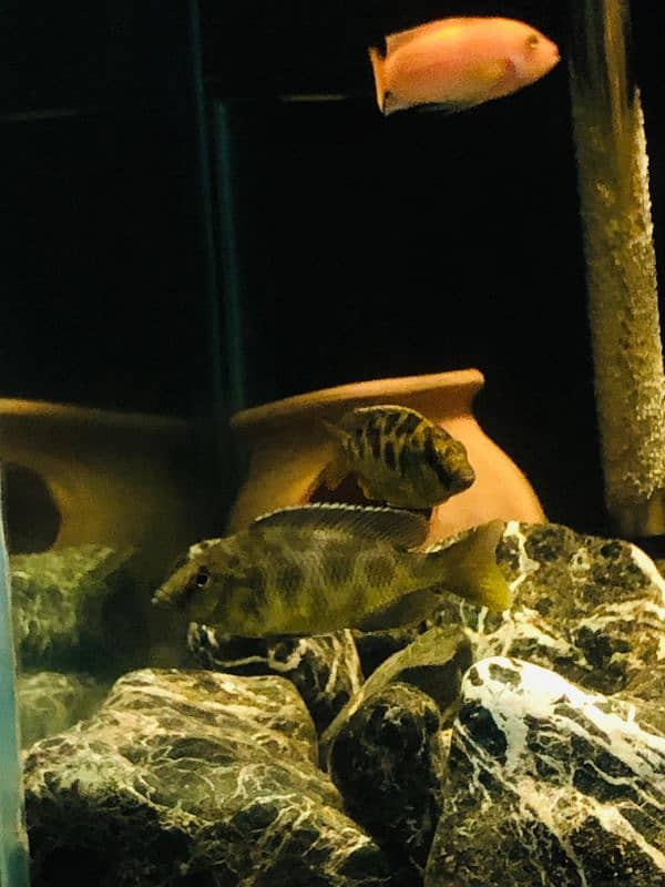 Cichlids for Sale 2