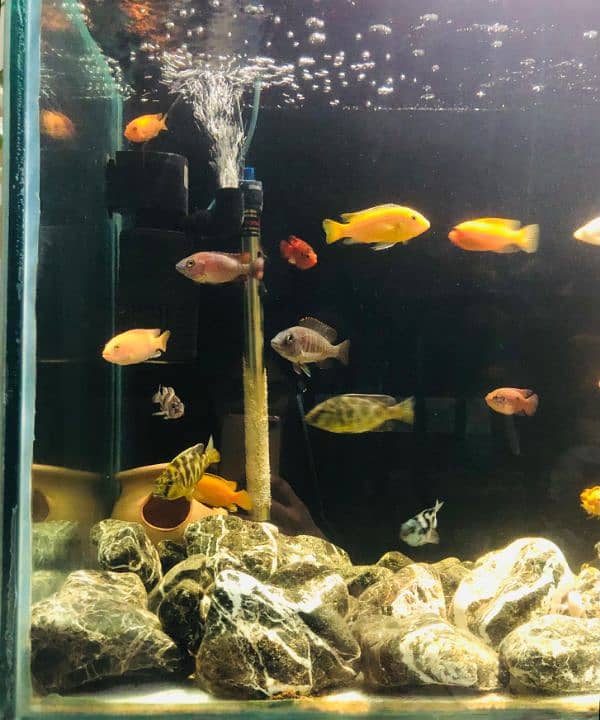 Cichlids for Sale 3