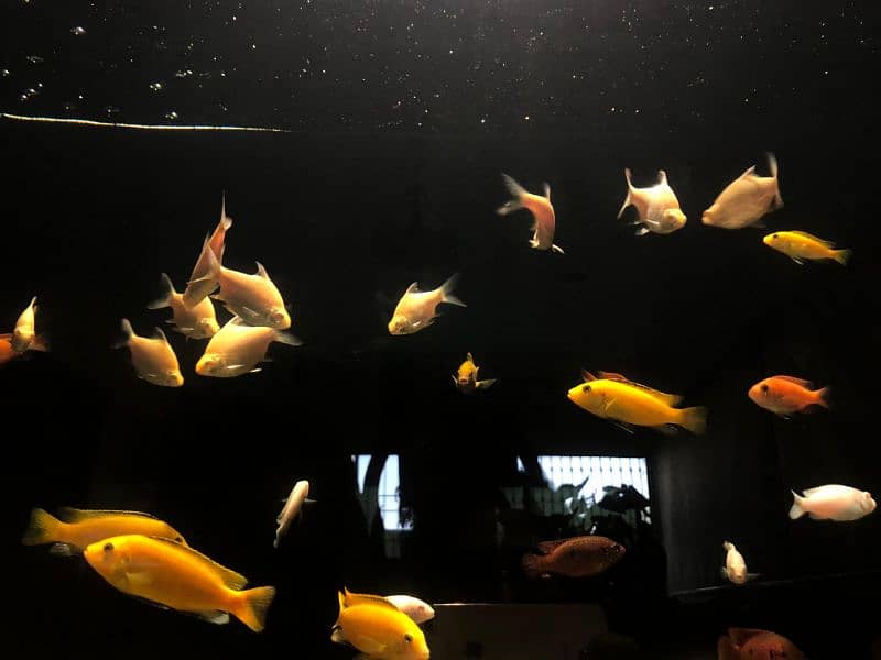 Cichlids for Sale 7