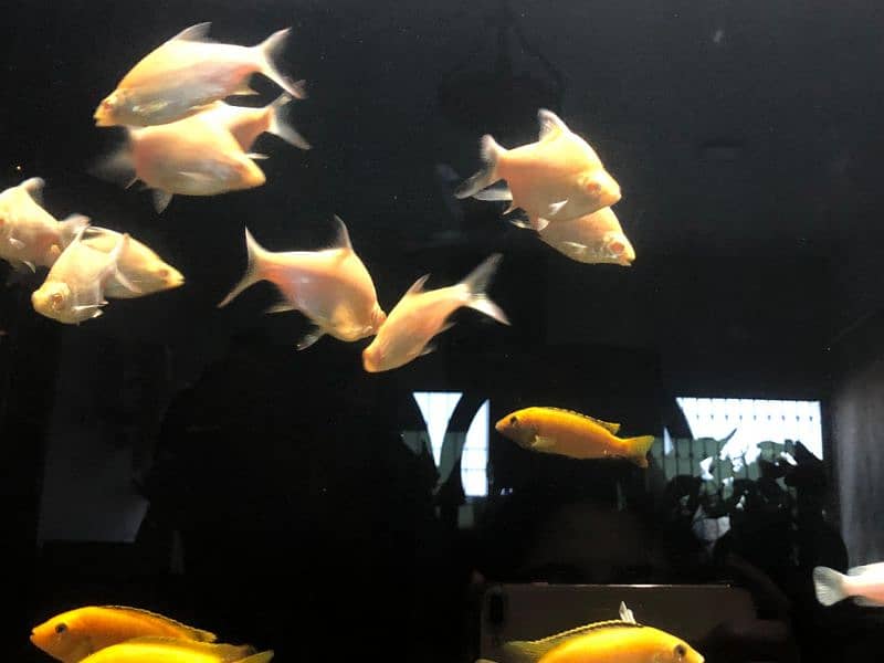 Cichlids for Sale 8