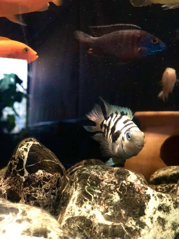 Cichlids for Sale 9