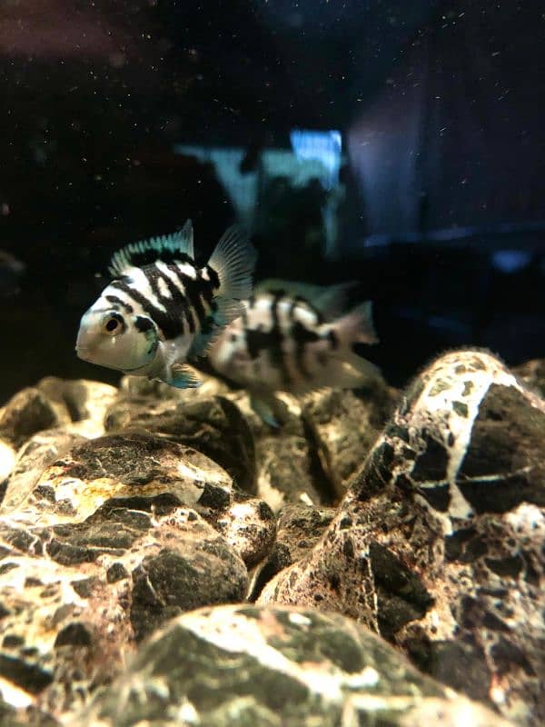 Cichlids for Sale 11