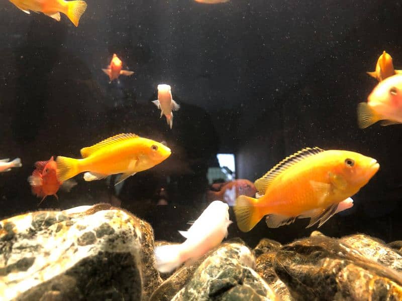 Cichlids for Sale 12