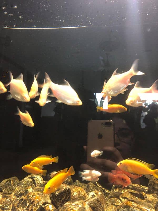 Cichlids for Sale 13