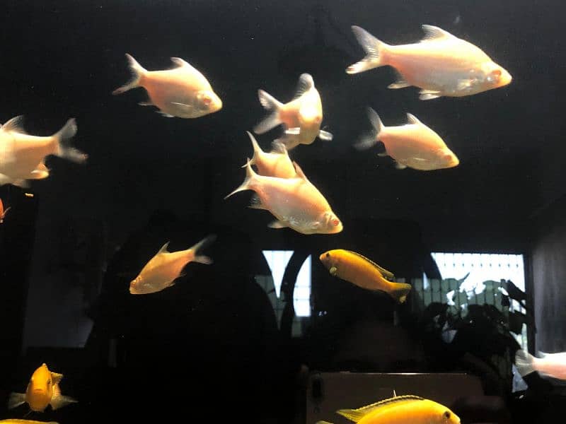 Cichlids for Sale 14