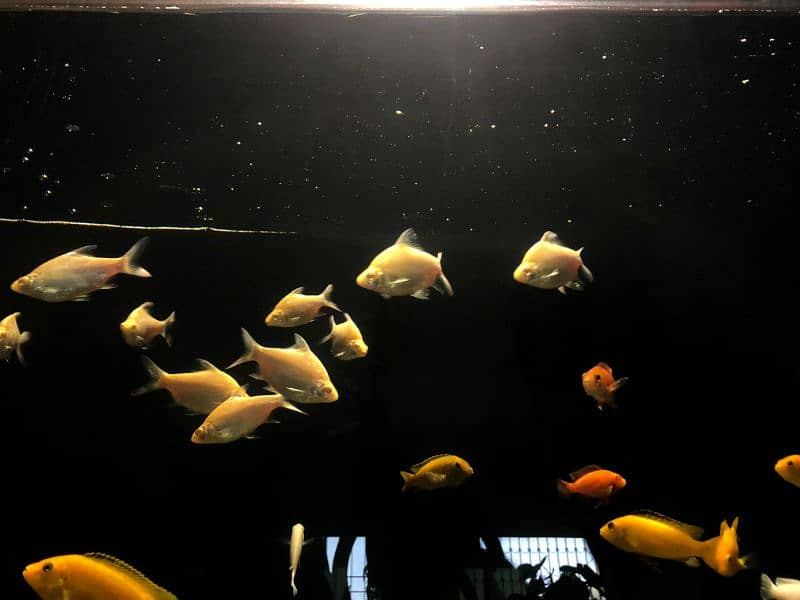 Cichlids for Sale 15