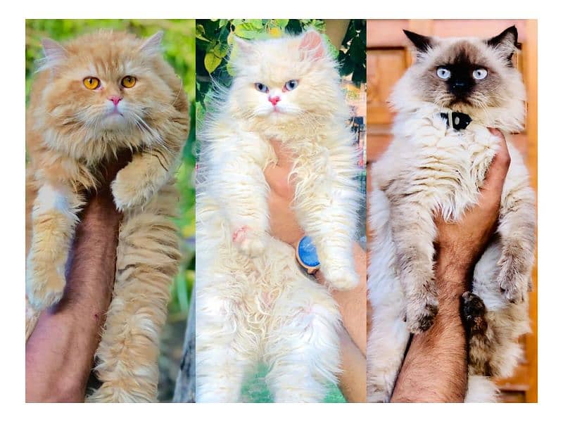 Persian hamalian british punch face piki face cat's and kitten's 0