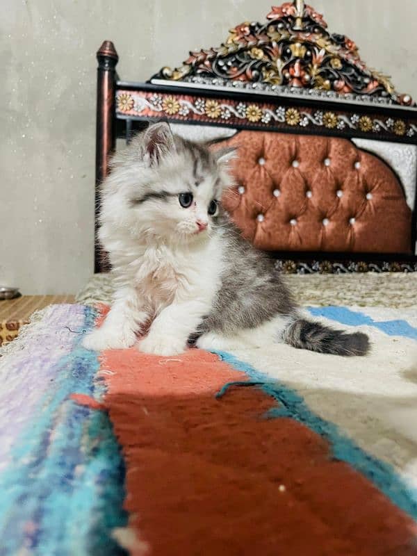 Persian Kitten Looking for new home 0