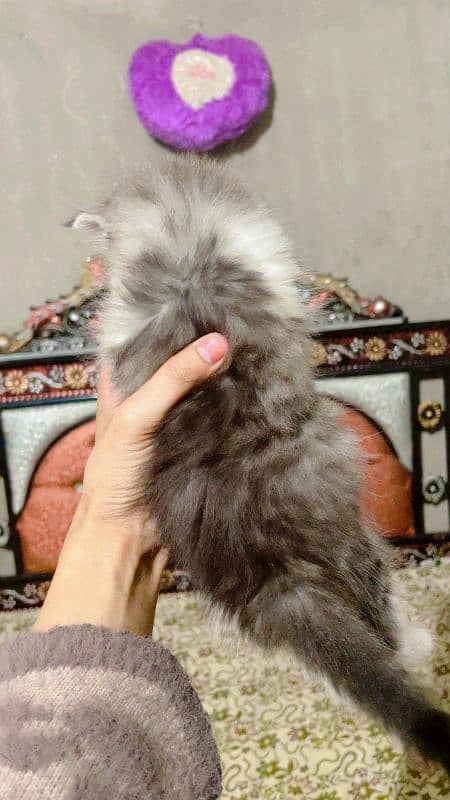 Persian Kitten Looking for new home 1