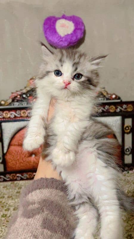 Persian Kitten Looking for new home 2