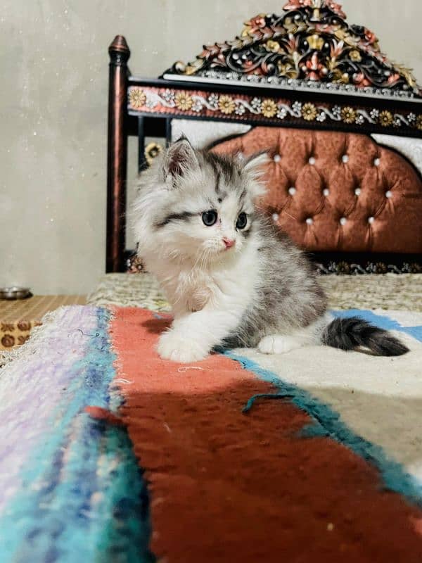 Persian Kitten Looking for new home 3